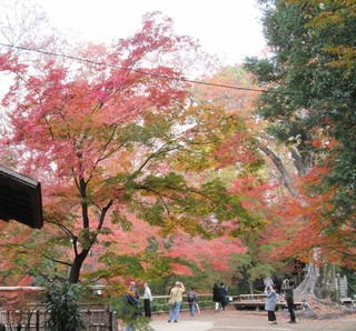 kitano2.jpg