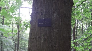 waldbestattung.JPG